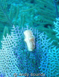 Flamingo Tongue Nudibranch (just like saying that!) on a ... by Andy Boundy 